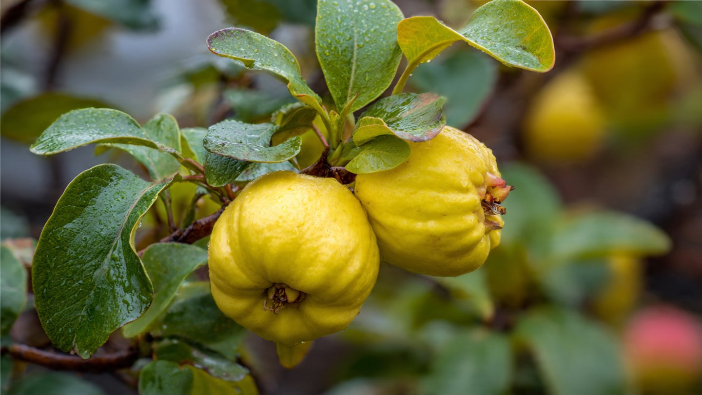 The Ultimate Guide to Successfully Growing Quince Trees in Your Backyard
