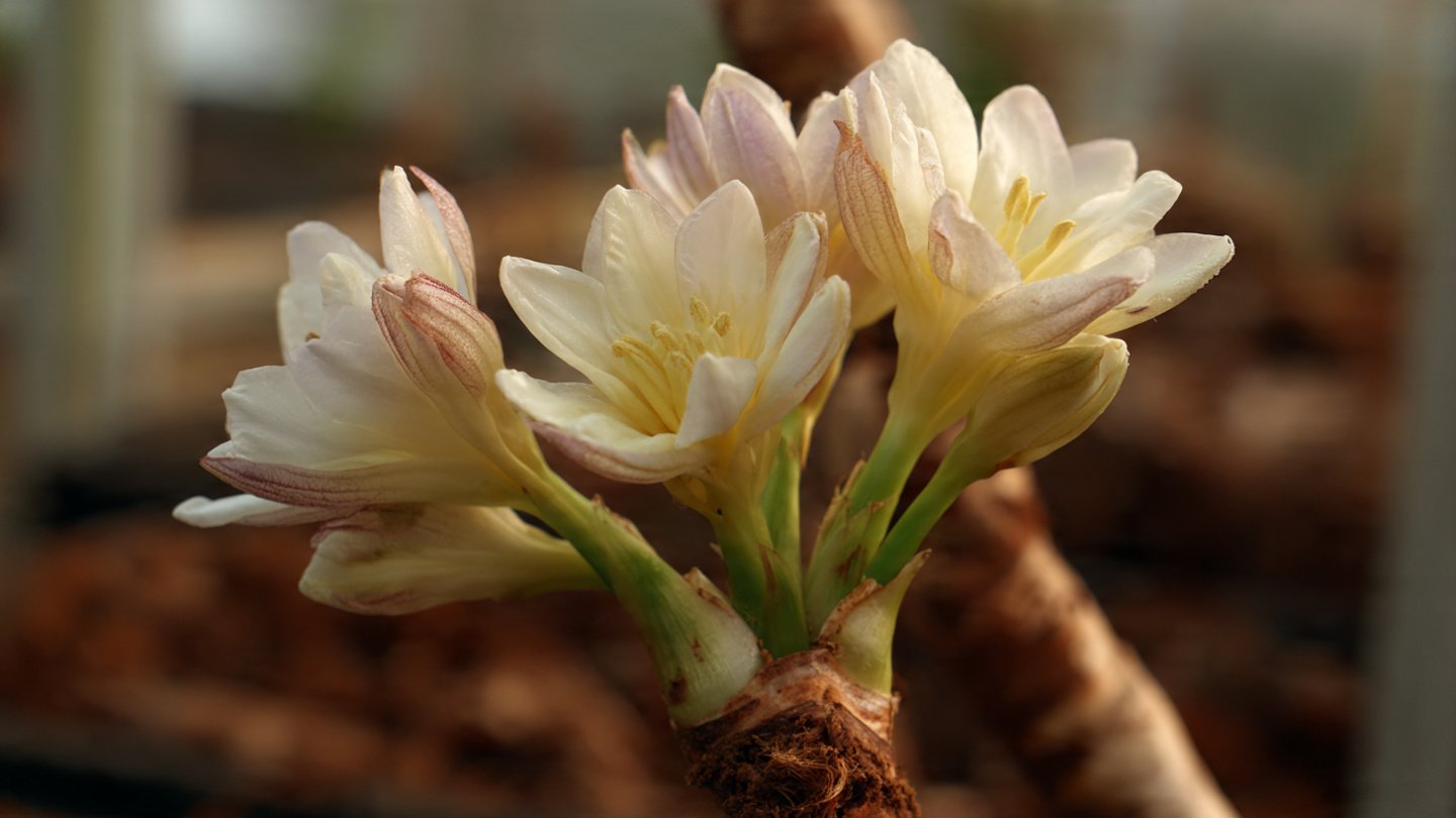How to Propagate Tuberose Bulbs for More Blooms Successfully