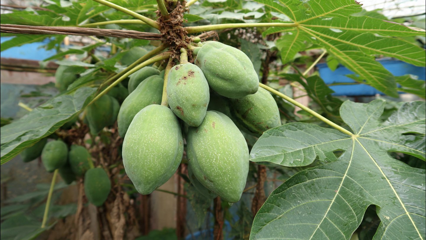 Ultimate Guide to Successfully Growing Pawpaw in Containers for Optimal Yield