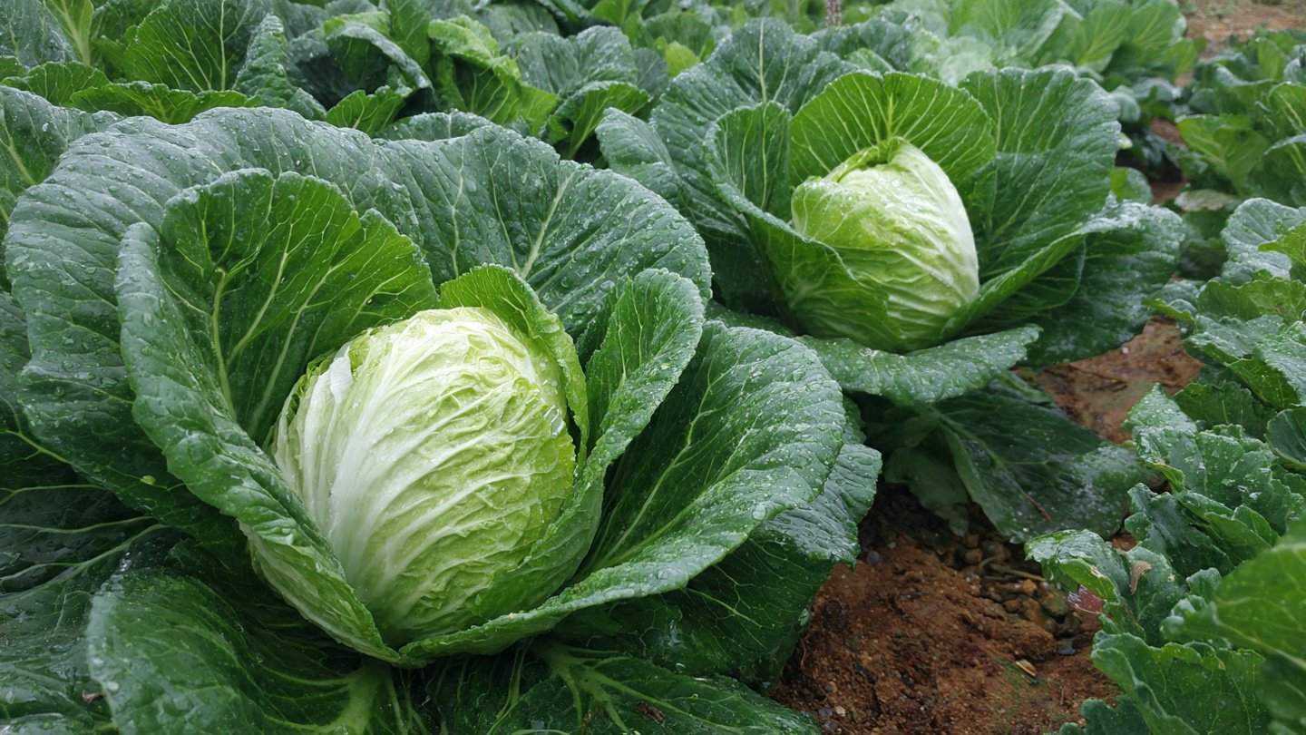 What Is the Key to Cultivating Giant Heads of Escarole for Your Soups?