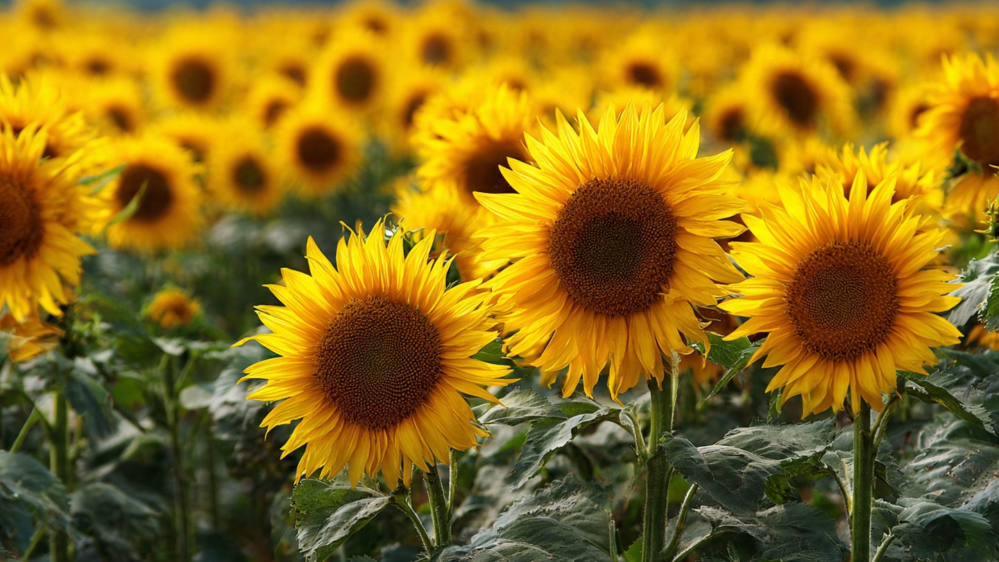How Can You Grow Giant Sunflowers Together with Your Children?