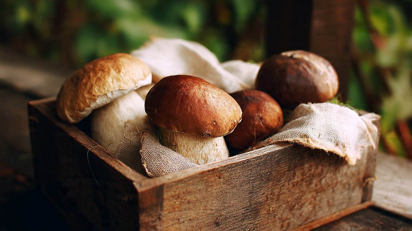 How to Grow Mushrooms at Home with an Easy Kit