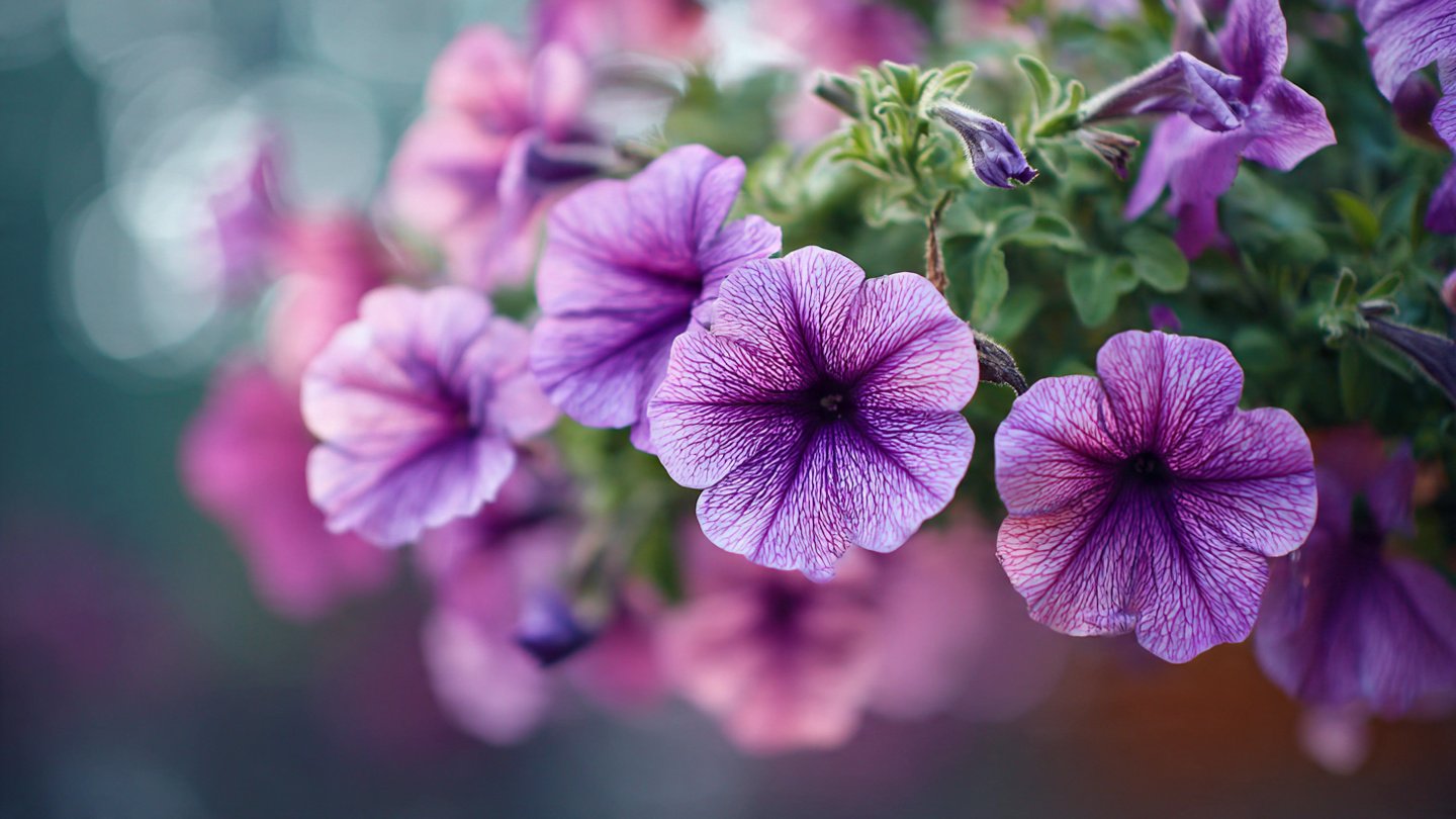 How to Stop Petunias from Becoming Leggy