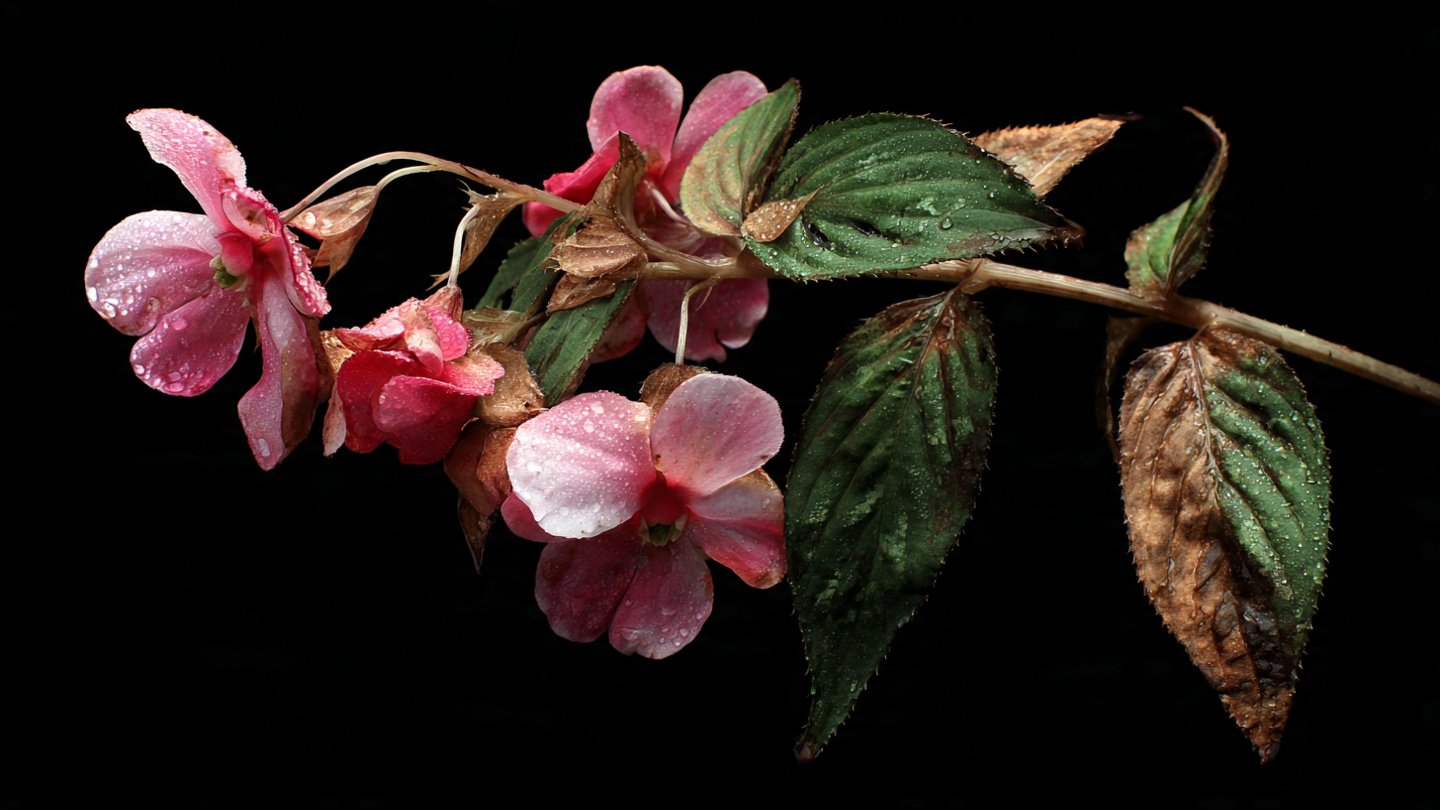 Why Are Your Impatiens Leaves Dropping Overnight?