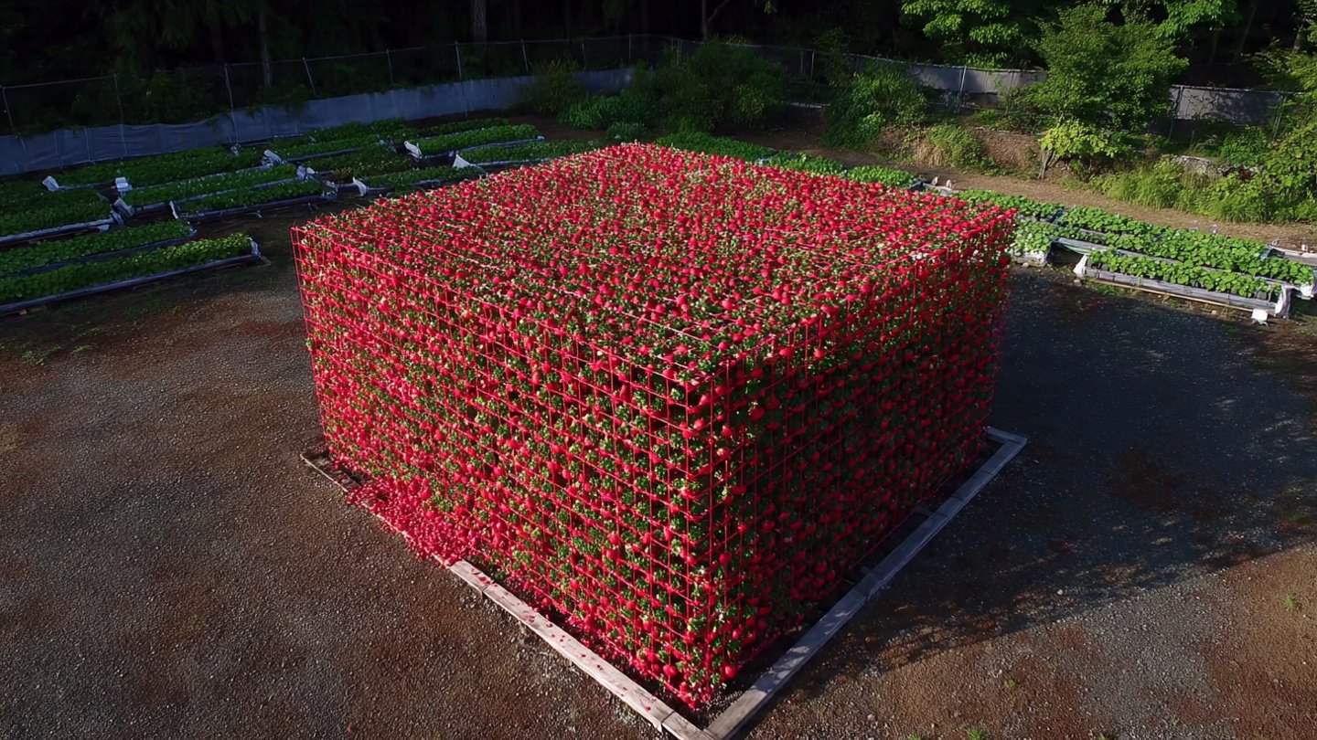 Innovative Technique Turns Japanese Square Fruit Harvesting Into a Breeze