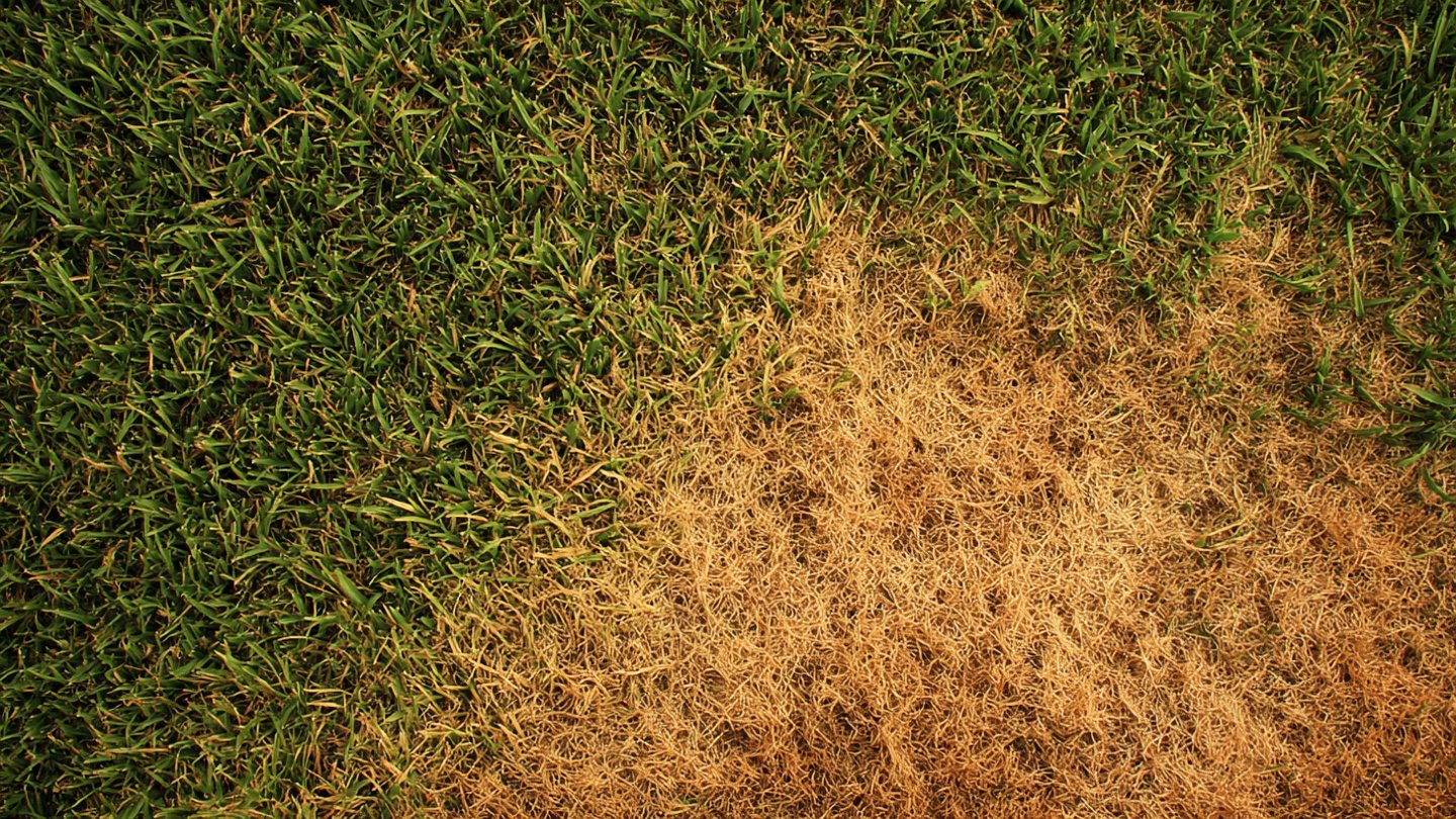 Why Is Your Lawn Turning Brown in Patches: Discover the Hidden Causes?