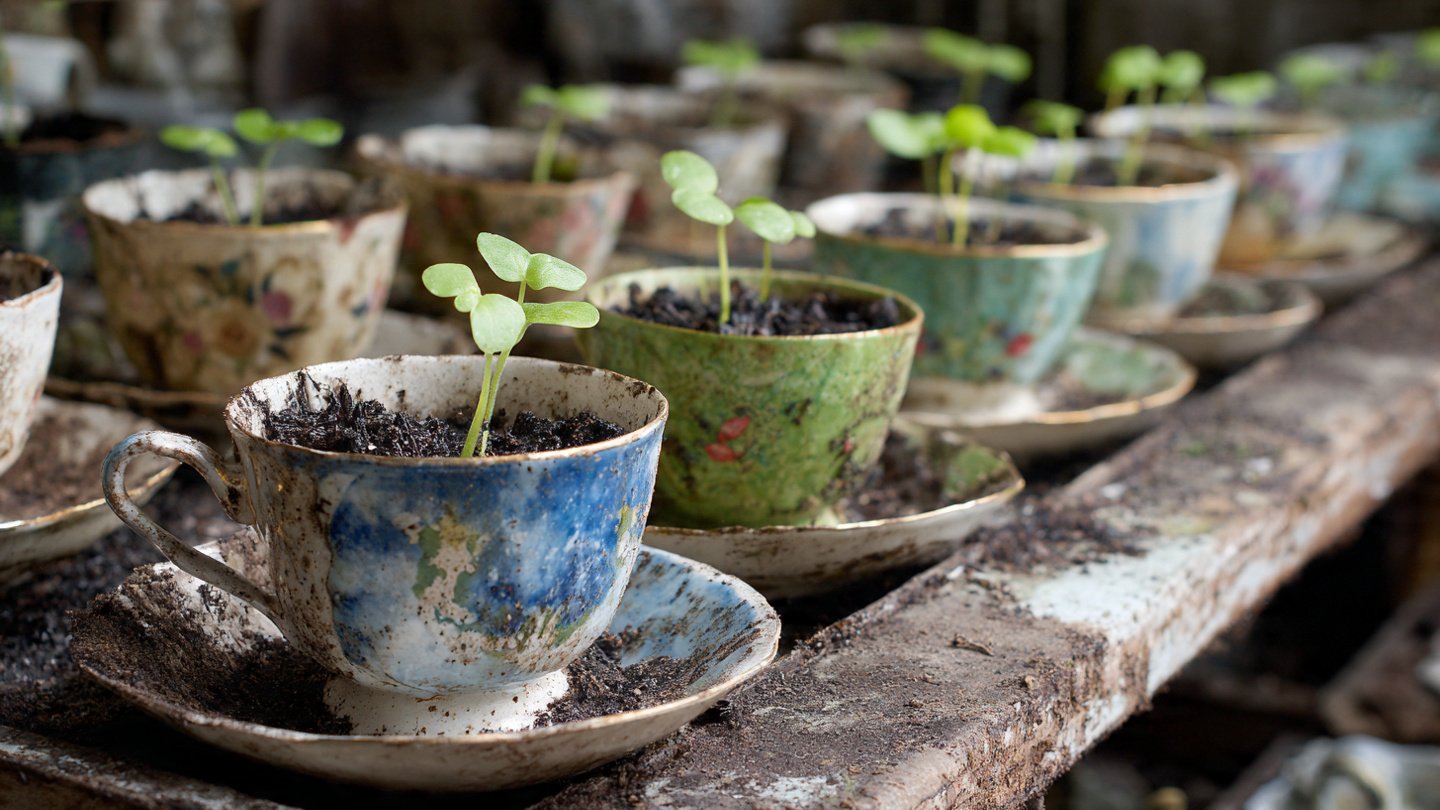 Can Old Teacups Help You Start Your Spring Seeds? Discover Creative Ways!