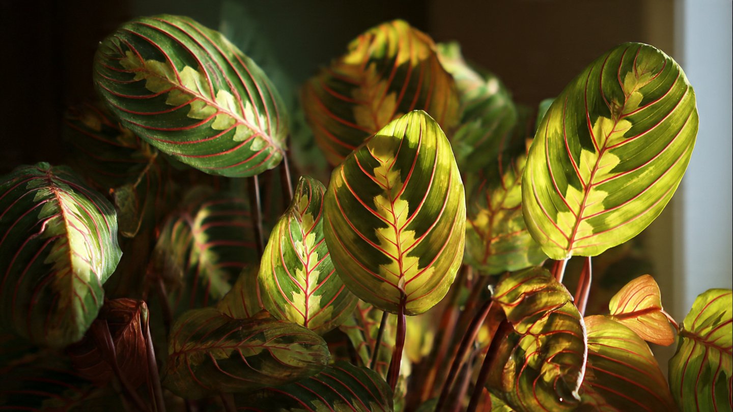 How Can Your Prayer Plant Reveal Changes in Light Like No Other?