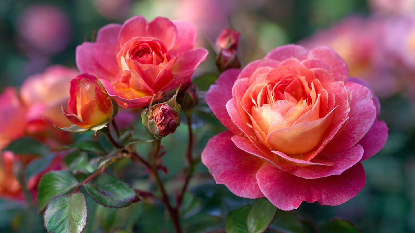 Secrets Behind Summer Roses Not Blooming Revealed