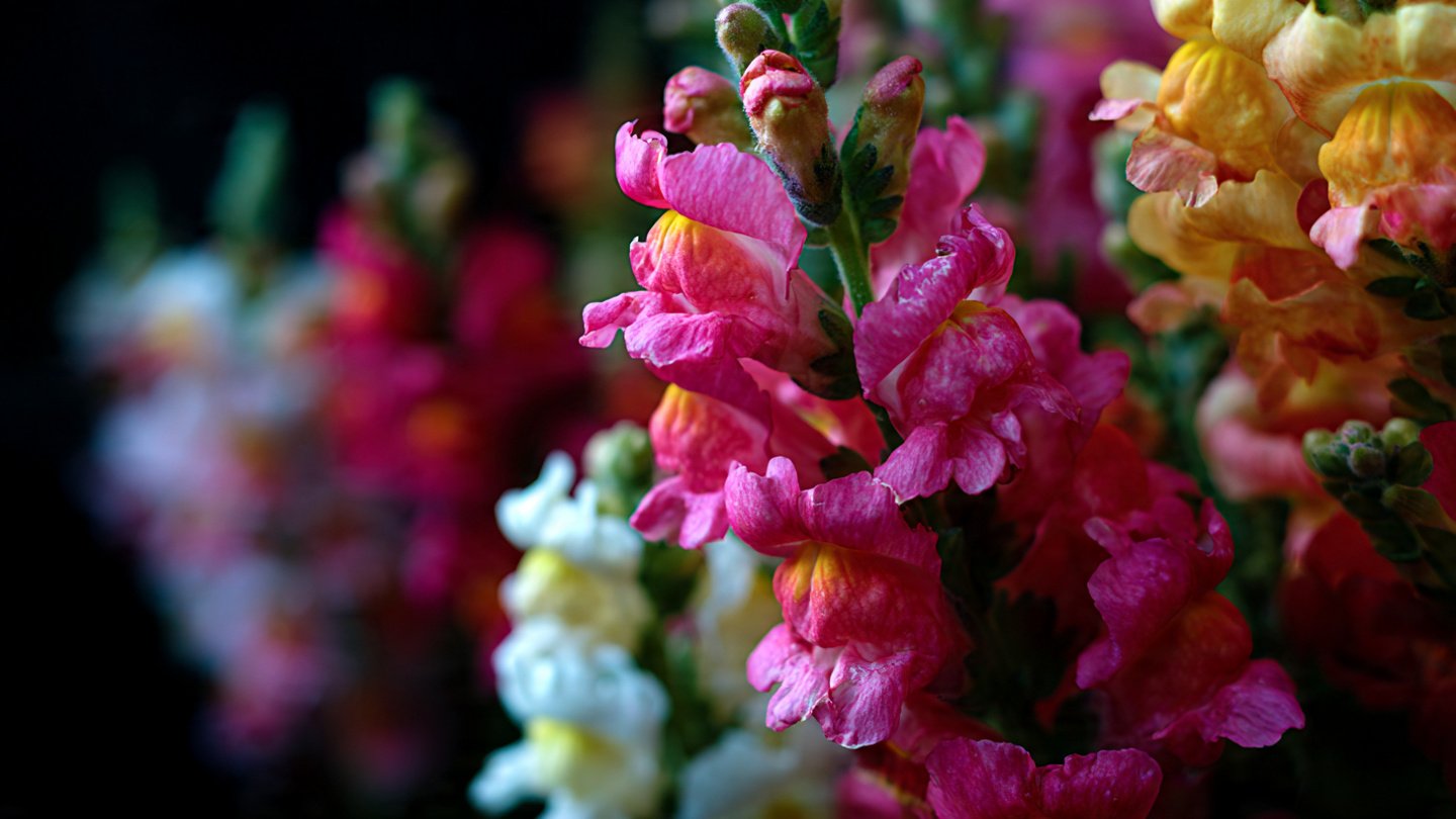 Unlocking the Secrets to Growing Perfect Snapdragons from Seed