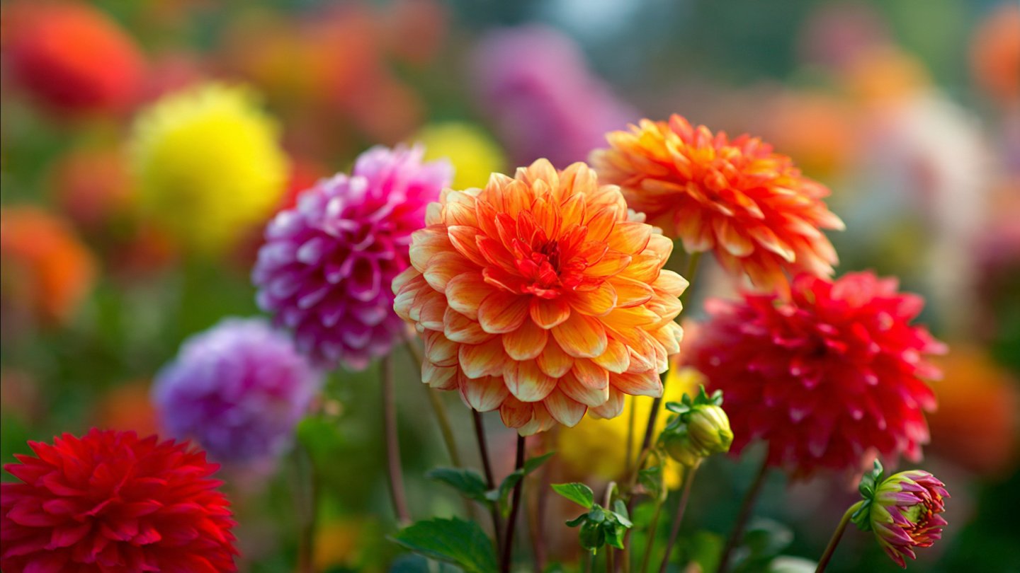 Why Plant Dahlias for Color in Your Garden?